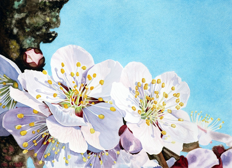 Cherry Blossoms, Nicole Hörold